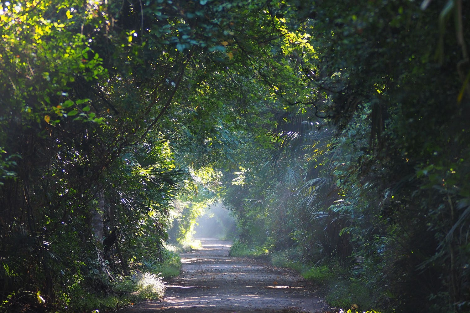 Bersafari Ala Afrika di Taman Nasional Baluran Yukbanyuwangi