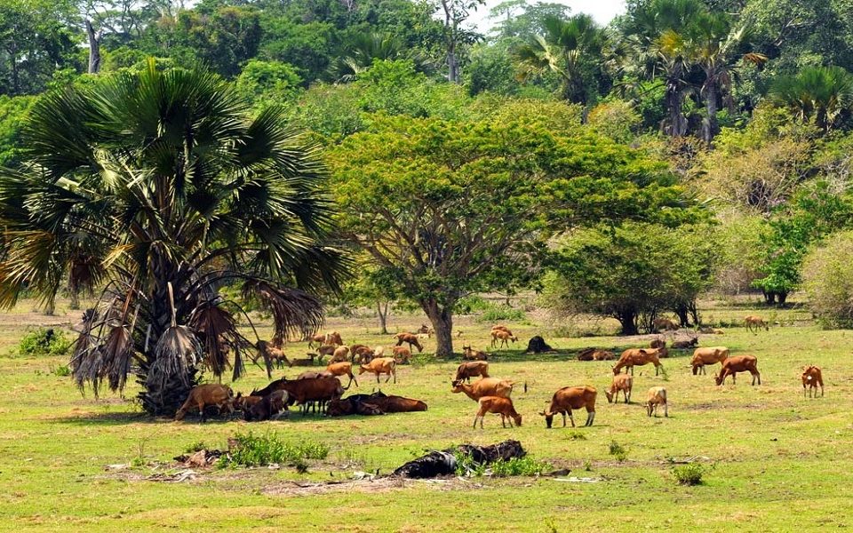 Eksplorasi Alam Liar di Padang Savana Sadengan Banyuwangi!!