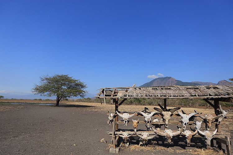 5 Alasan Mengapa Baluran Banyuwangi Cocok untuk Pecinta Alam