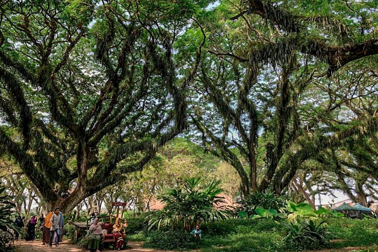 Wisata di Banyuwangi Saat Nataru Pecahkan Rekor Pengunjung!!