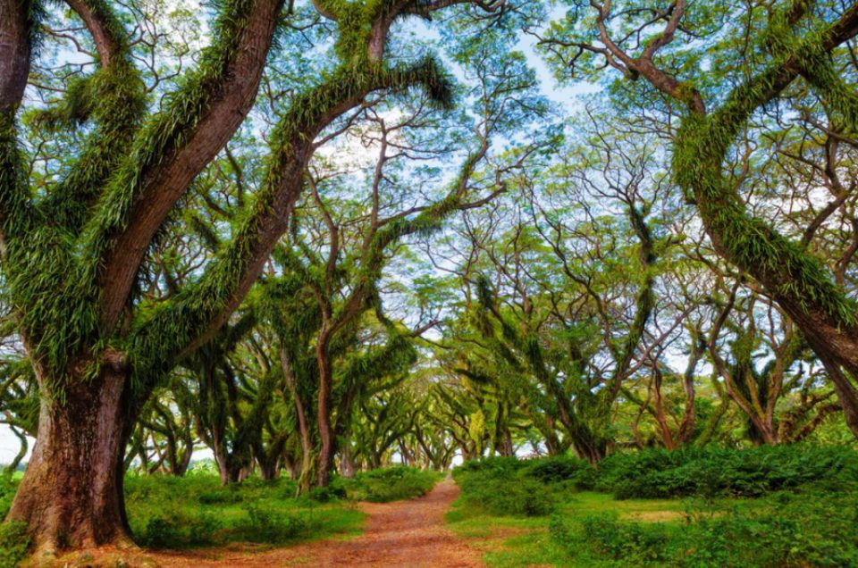 Inilah Rute Tercepat ke Lokasi Jawatan Banyuwangi Tanpa Nyasar!